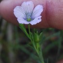 Linum bienne Mill.Linum bienne Mill.