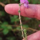 Erica tetralix L.Erica tetralix L.