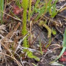Lycopodiella inundata (L.) HolubLycopodiella inundata (L.) Holub