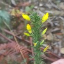 Ulex gallii Planch. subsp. galliiUlex gallii Planch. subsp. gallii