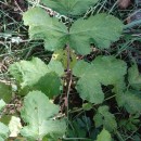 Heracleum sphondylium L. subsp. sphondyliumHeracleum sphondylium L. subsp. sphondylium