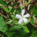 Silene latifolia Poir.Silene latifolia Poir.