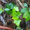 Hedera canariensis Willd.Hedera canariensis Willd.