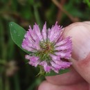 Trifolium pratense L.Trifolium pratense L.