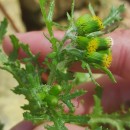 Senecio vulgaris L.Senecio vulgaris L.