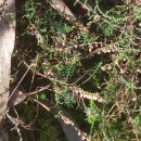 Calluna vulgaris (L.) HullCalluna vulgaris (L.) Hull