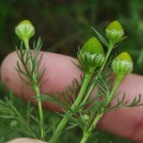 Matricaria discoidea DC.Matricaria discoidea DC.