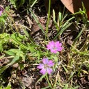 Geranium molle L.Geranium molle L.