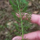 Achillea millefolium L.Achillea millefolium L.