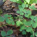 Potentilla sterilis (L.) GarckePotentilla sterilis (L.) Garcke