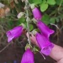 Digitalis purpurea L.Digitalis purpurea L.