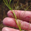 Isolepis fluitans (L.) R.Br.Isolepis fluitans (L.) R.Br.