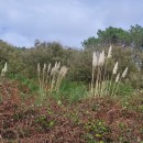 Cortaderia selloana (Schult. & Schult. fil) Asch. & Graebn.Cortaderia selloana (Schult. & Schult. fil) Asch. & Graebn.