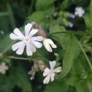 Silene latifolia Poir.Silene latifolia Poir.