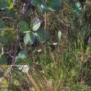 Agrostis juressi LinkAgrostis juressi Link