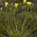 Drosophyllum lusitanicum (L.) LinkDrosophyllum lusitanicum (L.) Link