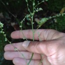 Rumex acetosa L. subsp. acetosaRumex acetosa L. subsp. acetosa