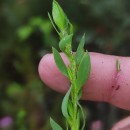 Genista berberidea LangeGenista berberidea Lange