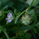 Trifolium resupinatum L.Trifolium resupinatum L.
