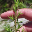 Dittrichia graveolens (L.) Desf.Dittrichia graveolens (L.) Desf.