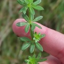 Galium mollugo L.Galium mollugo L.