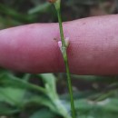 Persicaria maculosa GrayPersicaria maculosa Gray