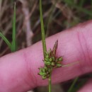 Carex pilulifera L.Carex pilulifera L.