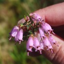 Erica australis L.Erica australis L.