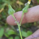Sonchus asper (L.) HillSonchus asper (L.) Hill