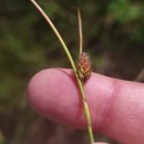 Carex binervis Sm.Carex binervis Sm.