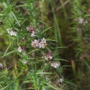 Cuscuta epithymum (L.) L.Cuscuta epithymum (L.) L.