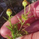 Matricaria discoidea DC.Matricaria discoidea DC.