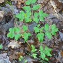 Angelica sylvestris L.Angelica sylvestris L.