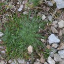Plantago coronopus L.Plantago coronopus L.