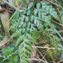 Asplenium onopteris L.Asplenium onopteris L.