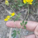 Lotus pedunculatus Cav.Lotus pedunculatus Cav.