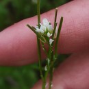 Cardamine hirsuta L.Cardamine hirsuta L.