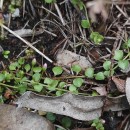 Lysimachia tenella L.Lysimachia tenella L.