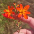 Crocosmia × crocosmiiflora (Lemoine) N.E.Br.Crocosmia × crocosmiiflora (Lemoine) N.E.Br.