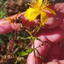 Hypericum perforatum L. subsp. perforatumHypericum perforatum L. subsp. perforatum