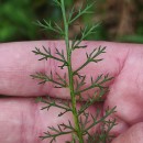 Achillea millefolium L.Achillea millefolium L.