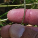 Bellis sylvestris Cyr.Bellis sylvestris Cyr.