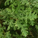 Quercus pyrenaica Willd.Quercus pyrenaica Willd.