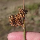 Juncus effusus L.Juncus effusus L.
