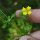 Potentilla erecta (L.) Raeusch.Potentilla erecta (L.) Raeusch.