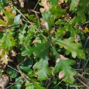 Quercus robur L.Quercus robur L.