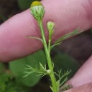 Matricaria discoidea DC.Matricaria discoidea DC.