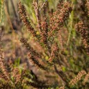 Erica scoparia  L.Erica scoparia L.