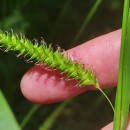 Carex laevigata Sm.Carex laevigata Sm.