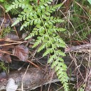 Asplenium adiantum-nigrum  L.Asplenium adiantum-nigrum  L.